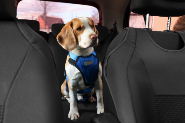 как да почистим кучешка козина от колата