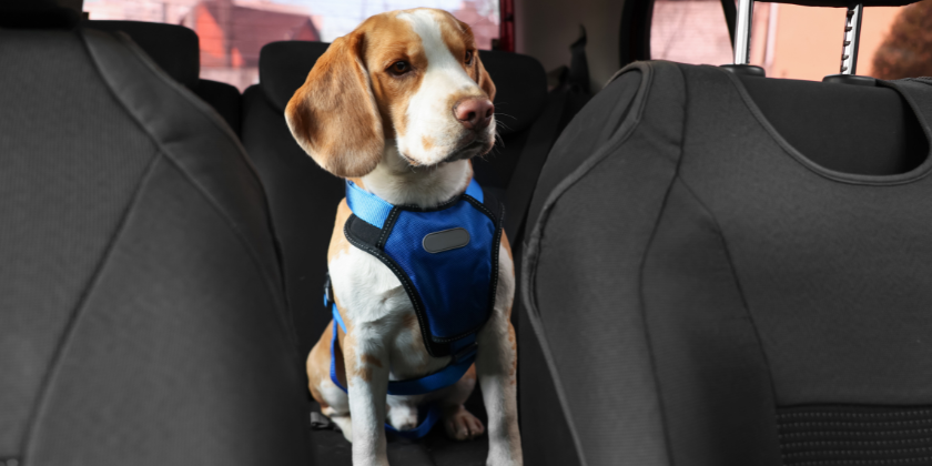 как да почистим кучешка козина от колата